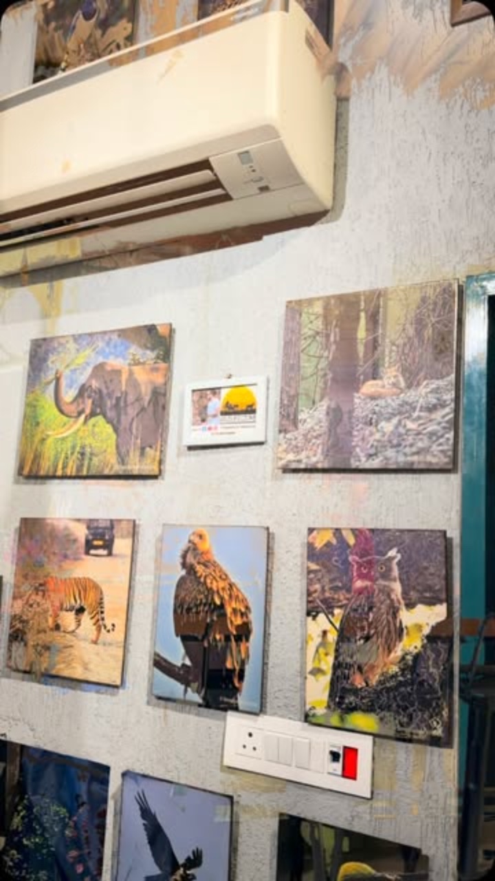 Wildlife photographs of an elephant, tiger, vulture and owl on the cafe wall